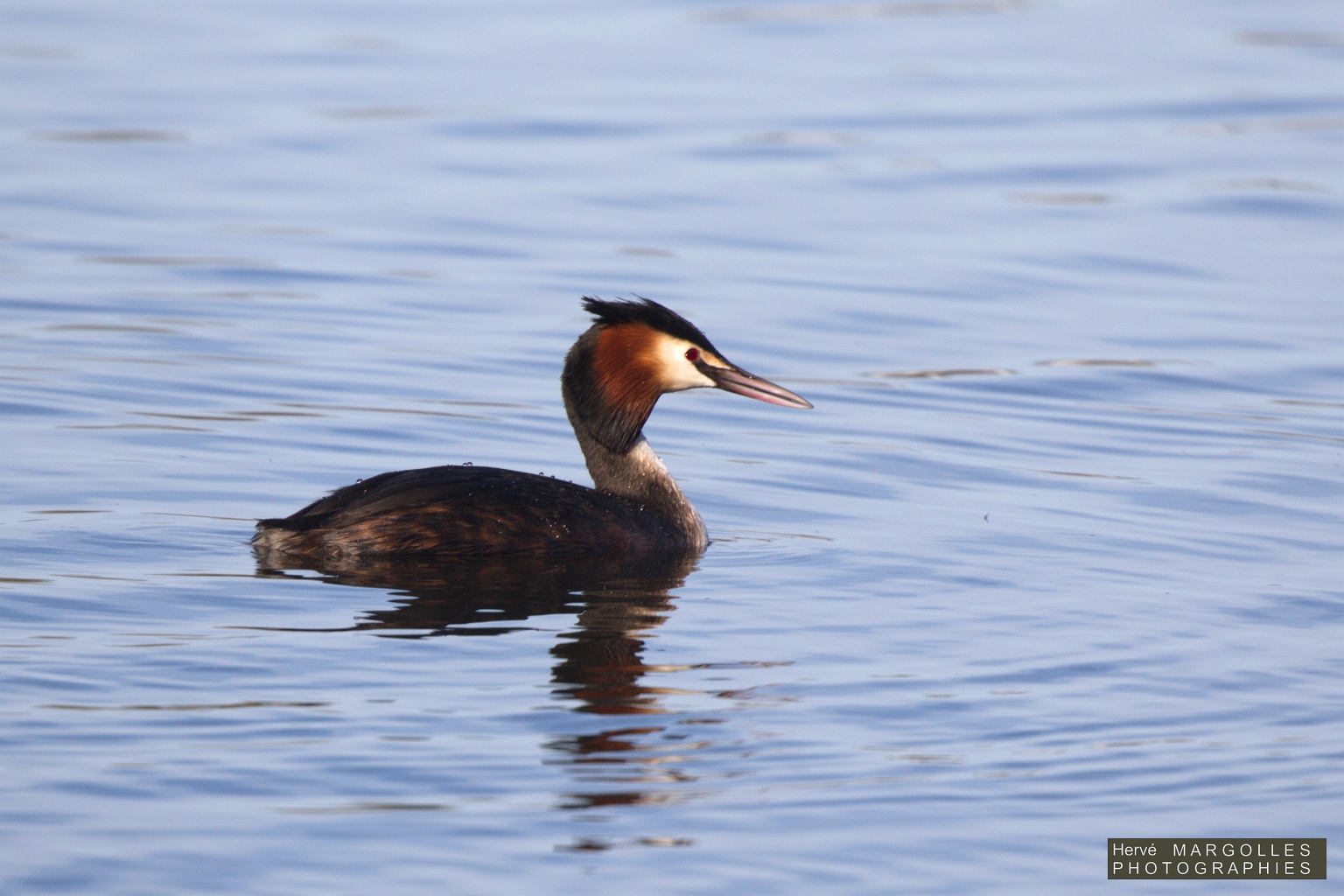 Grebe huppe-03.jpg